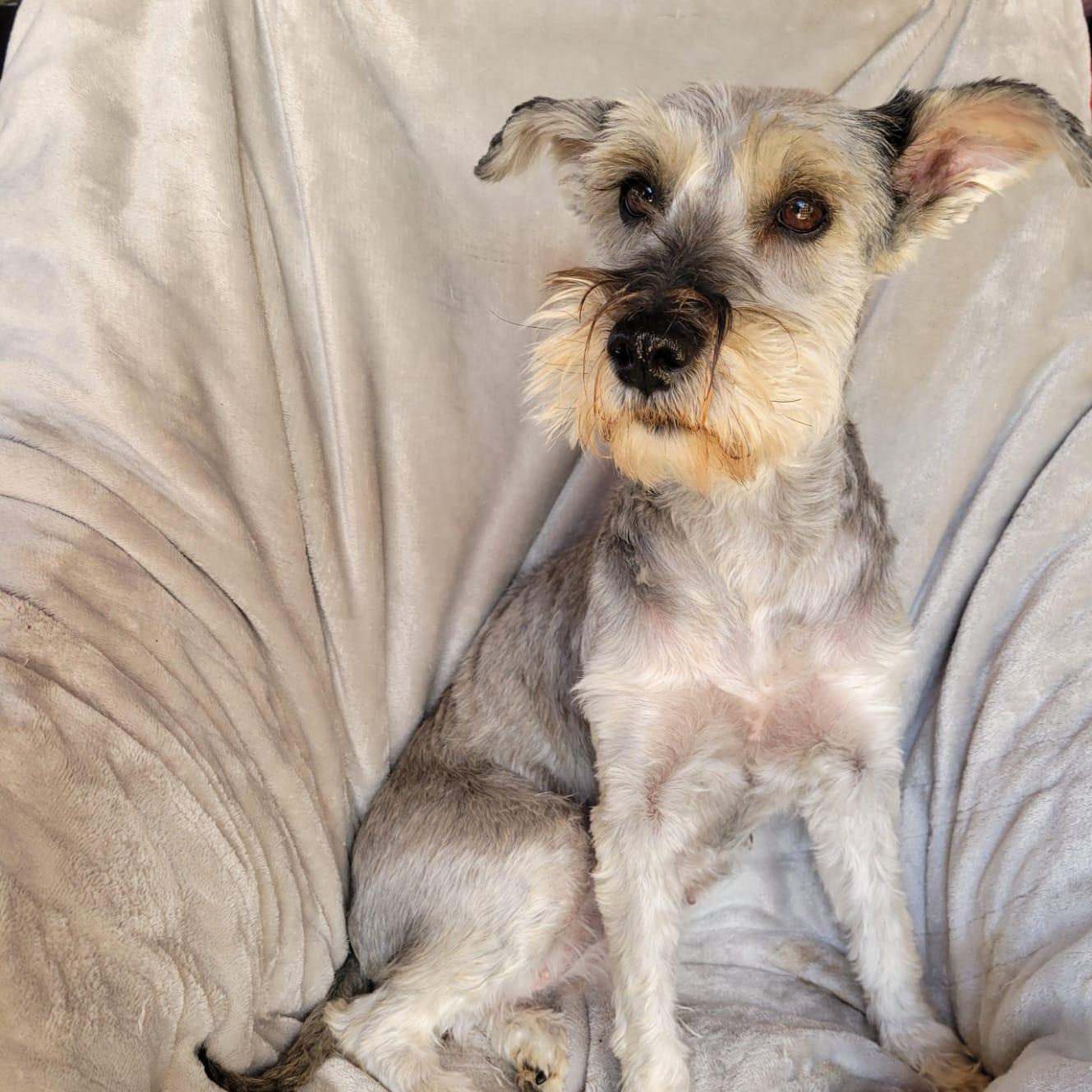 Enlarge Santina, a ADOPTABLE mixed breed in Sherwood, OR image 5/6