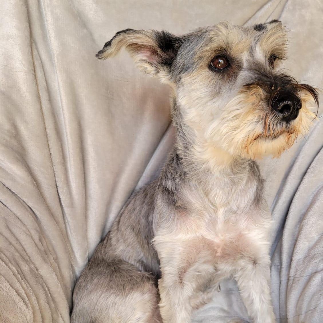 Enlarge Santina, a ADOPTABLE mixed breed in Sherwood, OR image 4/6