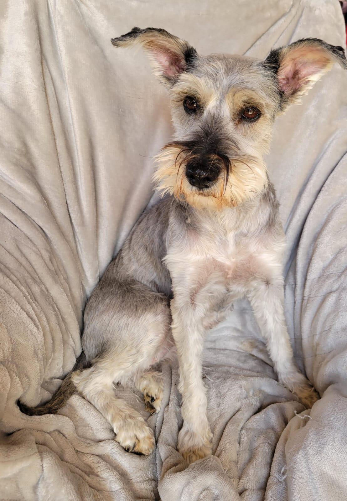 Enlarge Santina, a ADOPTABLE mixed breed in Sherwood, OR image 3/6