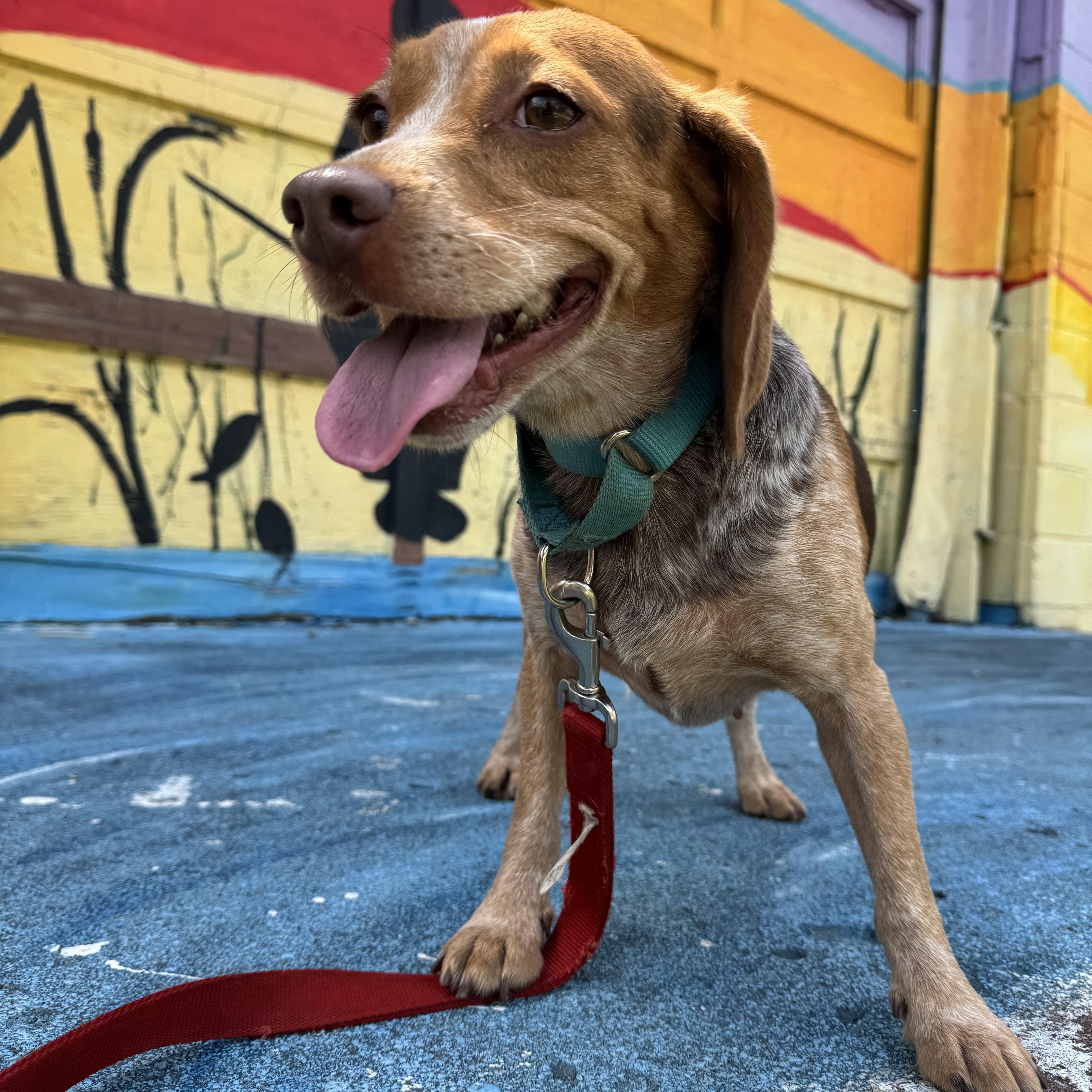 Dottie! Sweet Happy Beagle! thumbnail 2