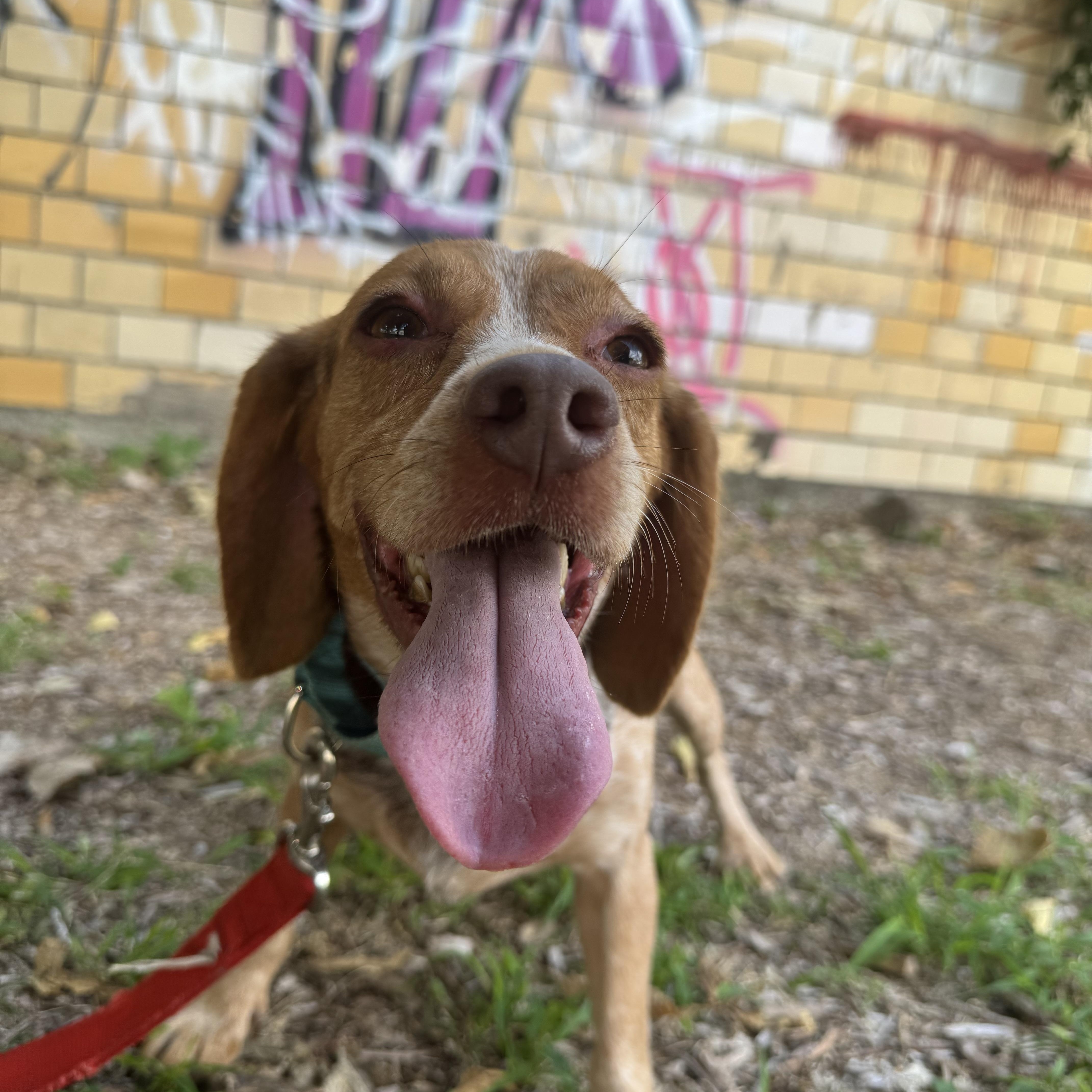 Dottie! Sweet Happy Beagle! thumbnail 3