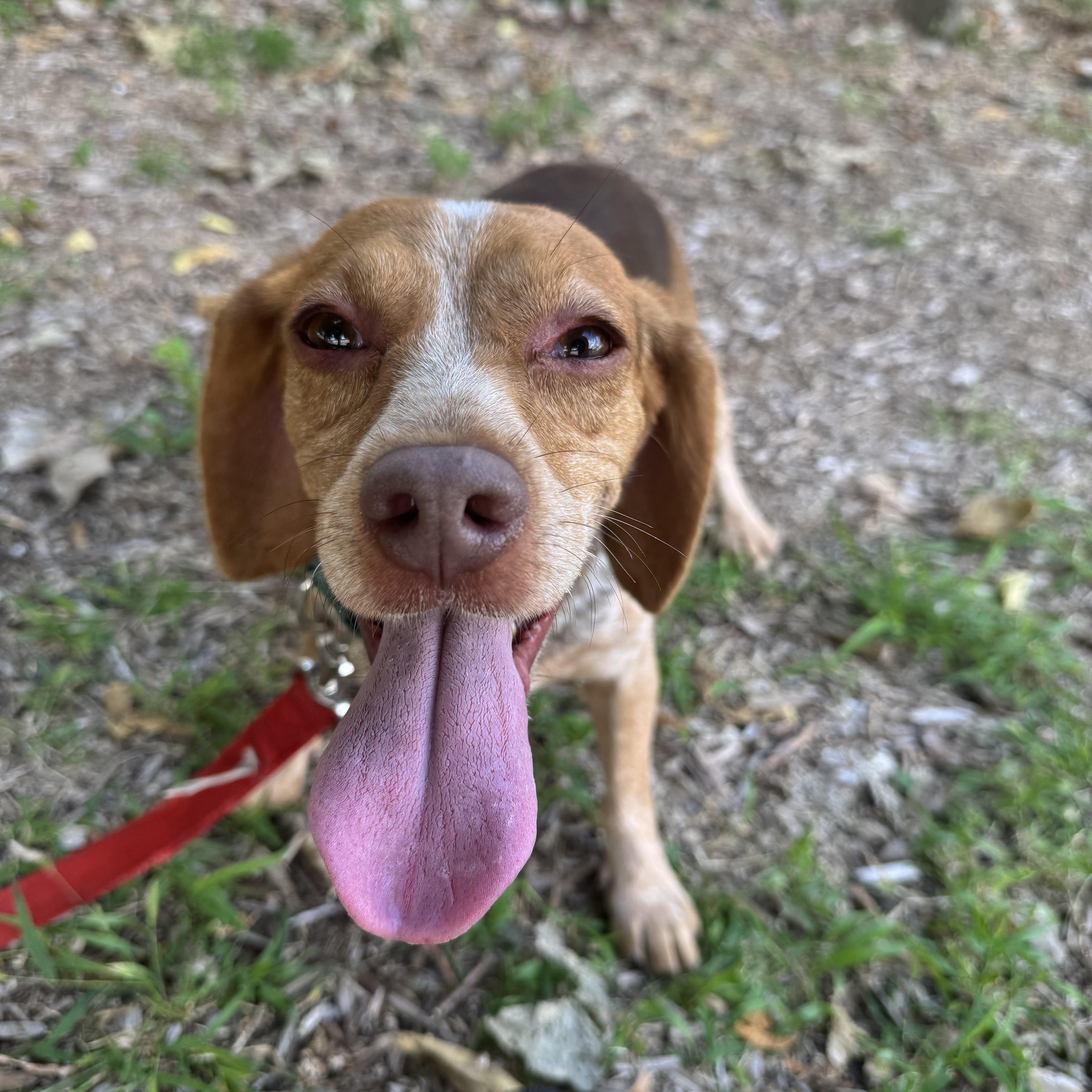Dottie! Sweet Happy Beagle! thumbnail 4