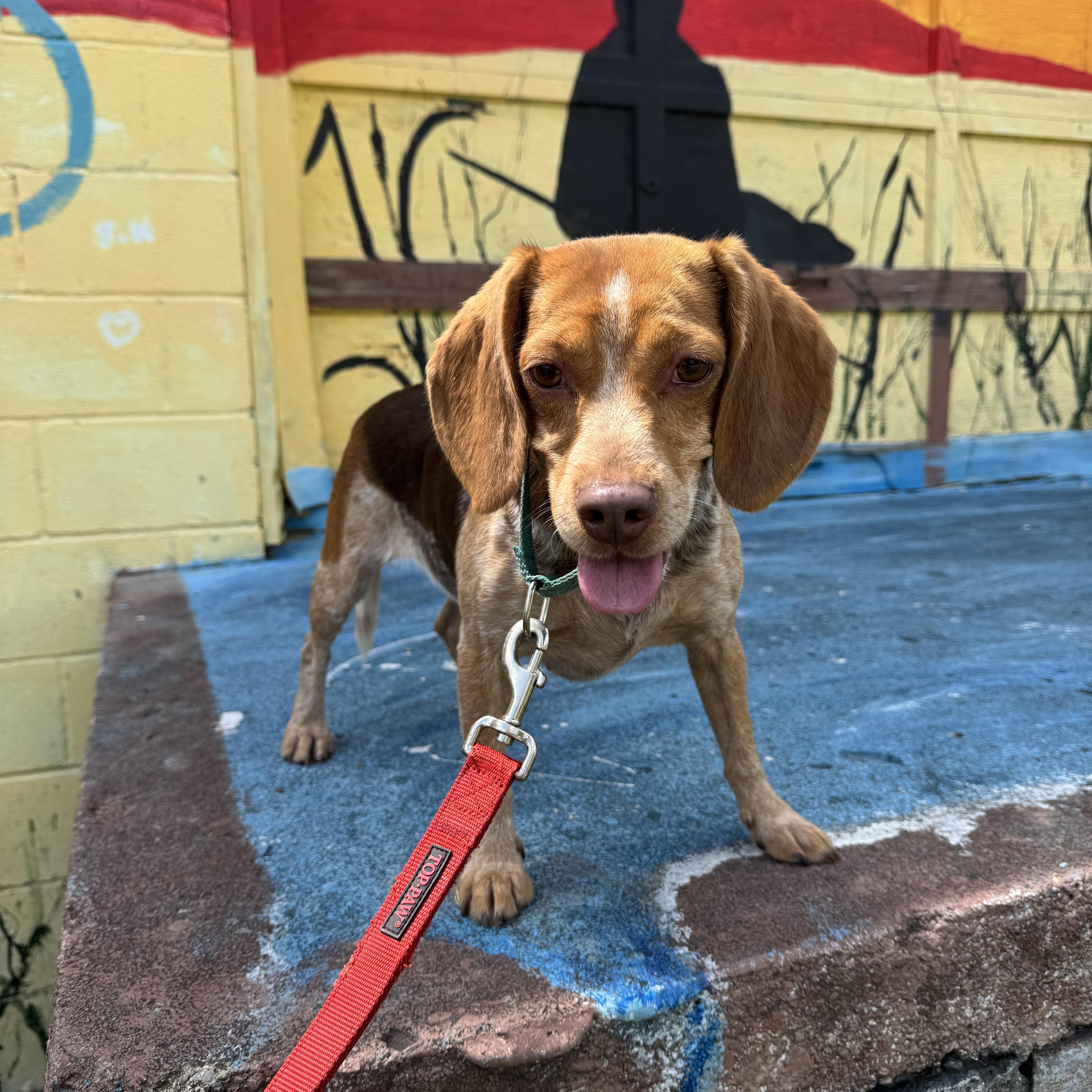 Dottie! Sweet Happy Beagle! thumbnail 5