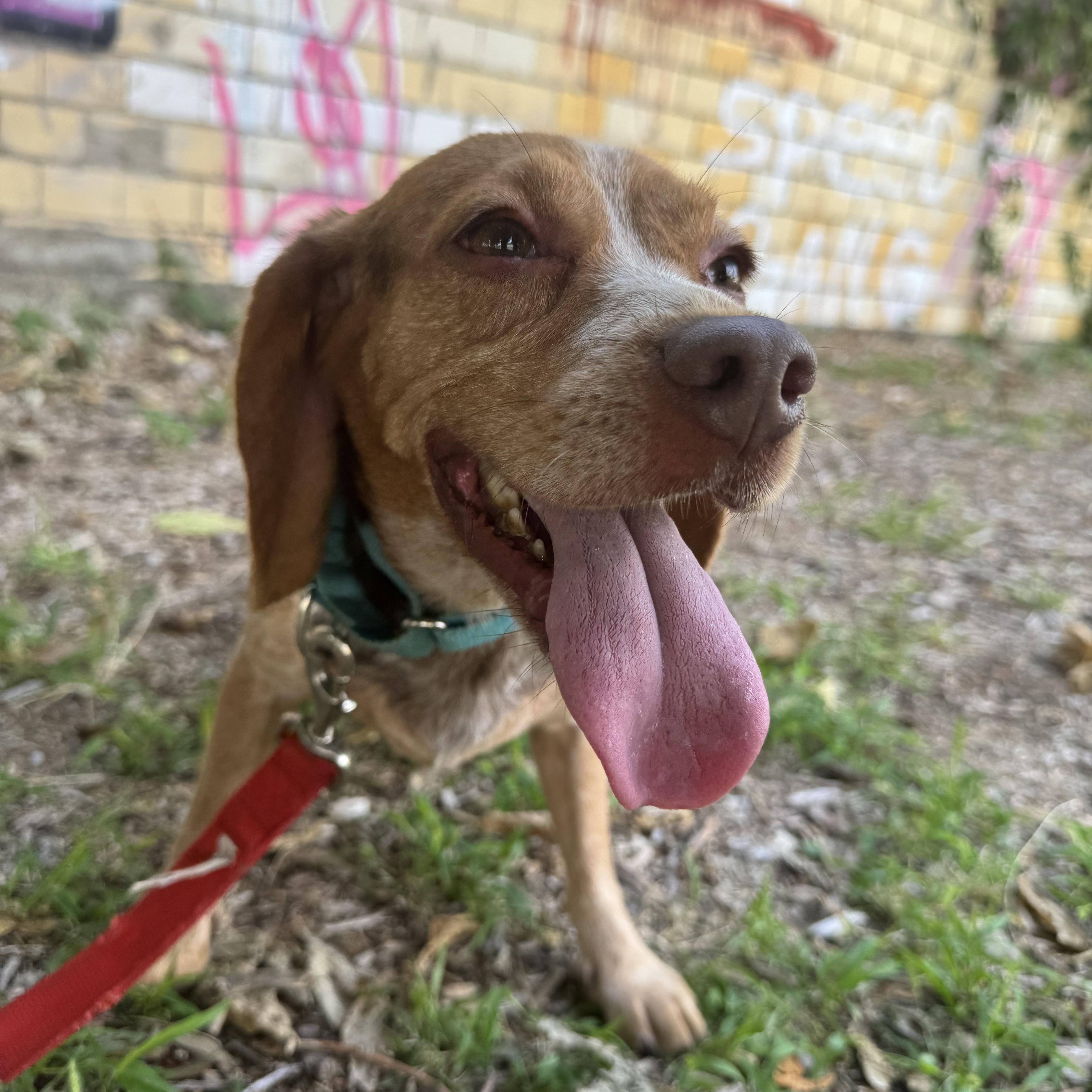 Dottie! Sweet Happy Beagle! thumbnail 6