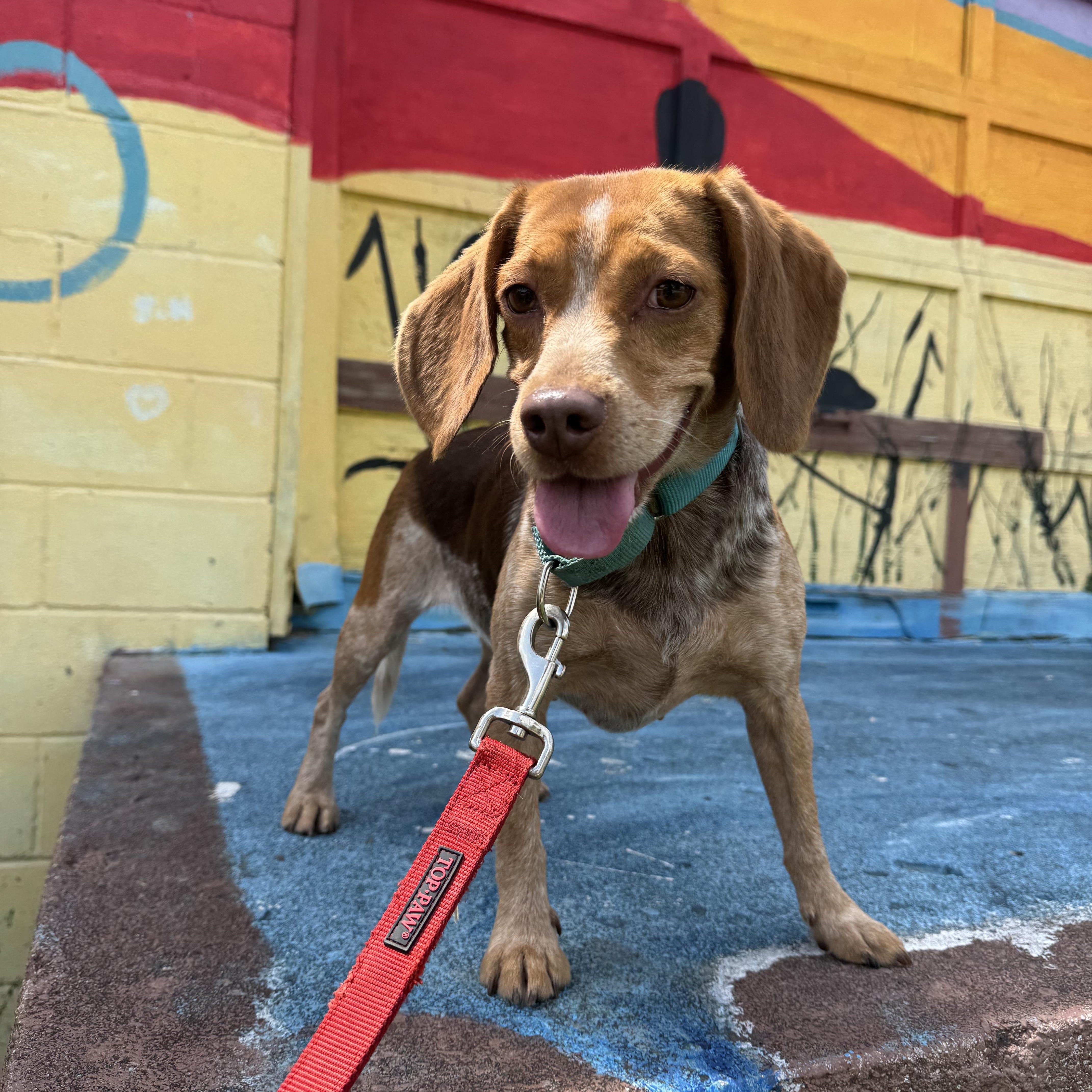 Dottie! Sweet Happy Beagle! thumbnail 7