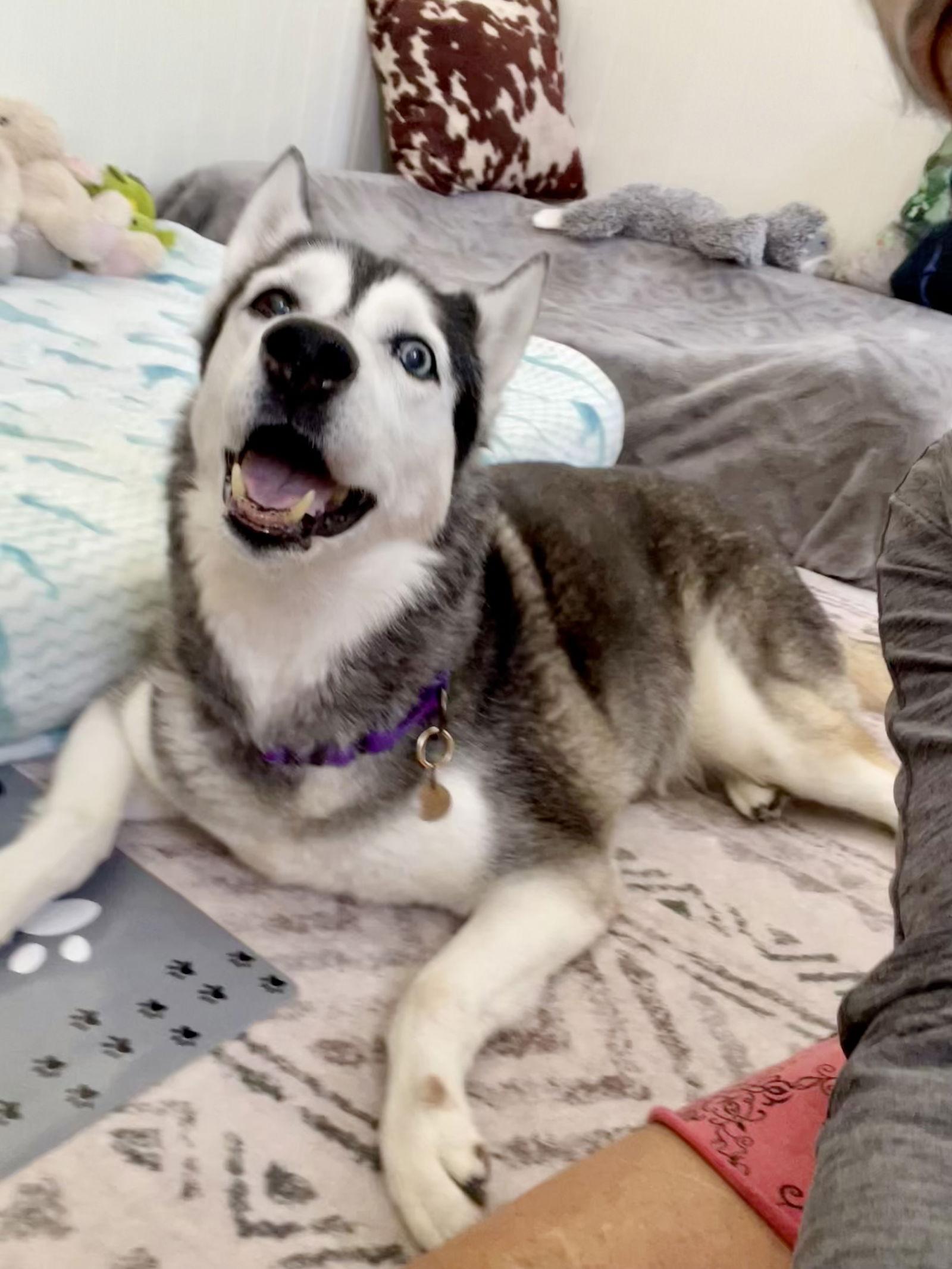 Enlarge Lily, a Adoptable Siberian Husky in MARATHON, FL image 1/3