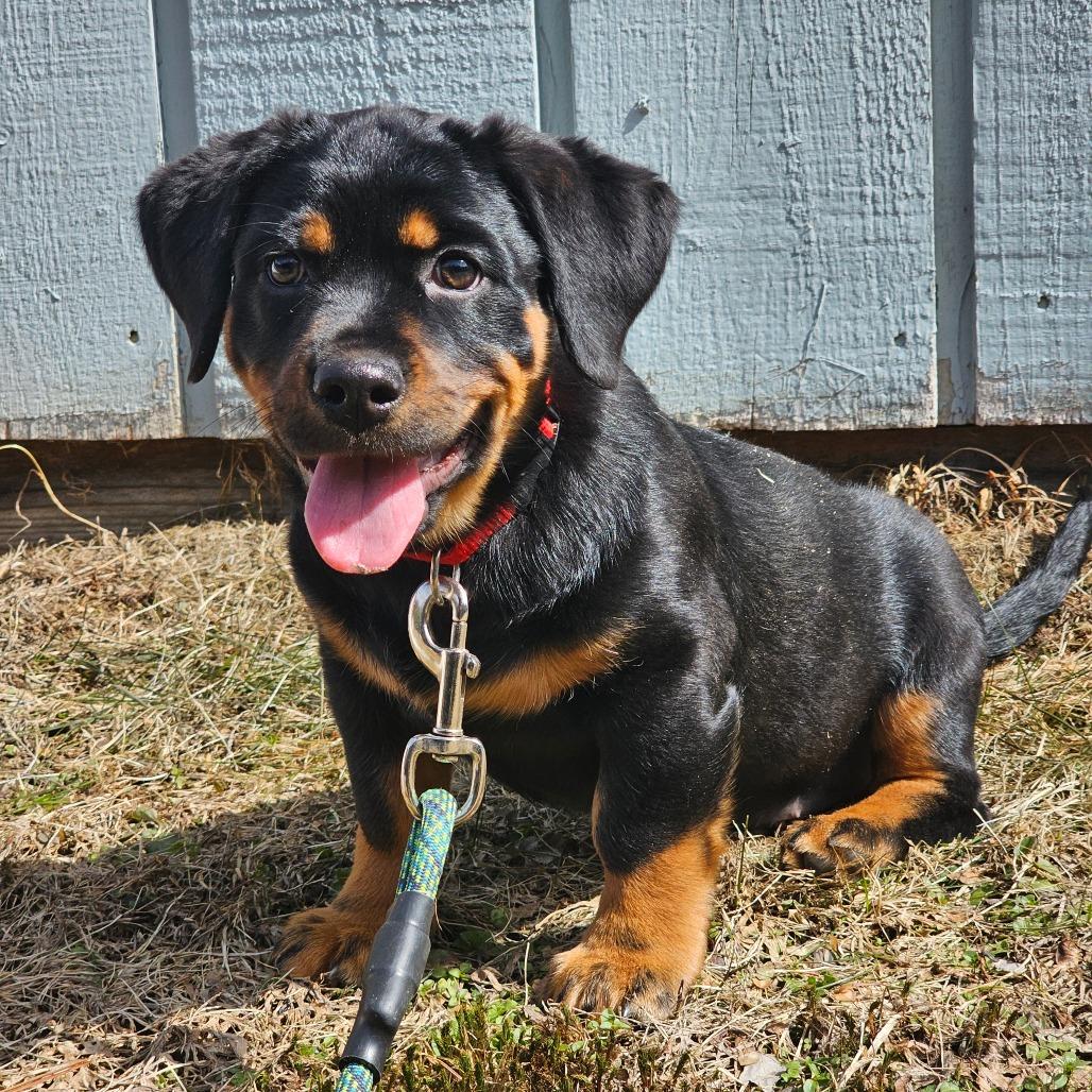 Claire, adopted, Young Female Rottweiler.