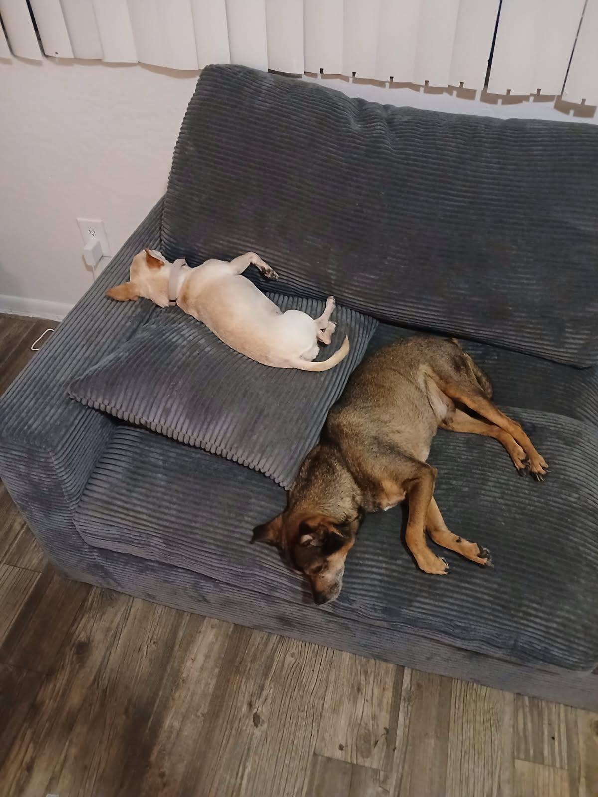 Enlarge Lucky, a Adopted mixed breed in Phoenix, AZ image 1/2