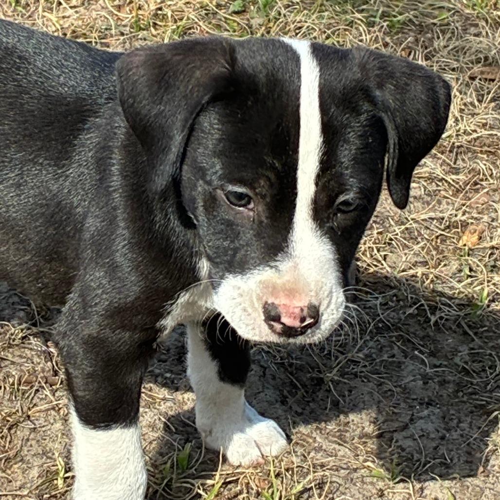 India — thumbnail 3