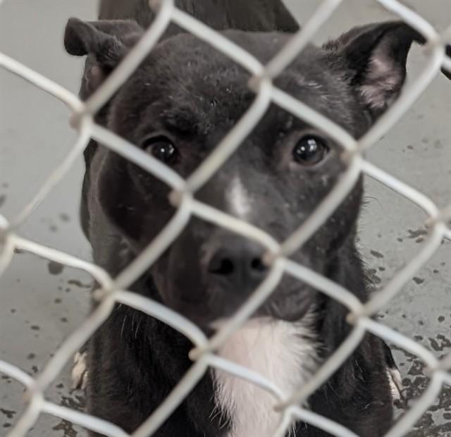 Enlarge NACHO, a Adoptable mixed breed in Anchorage, AK image 1/1