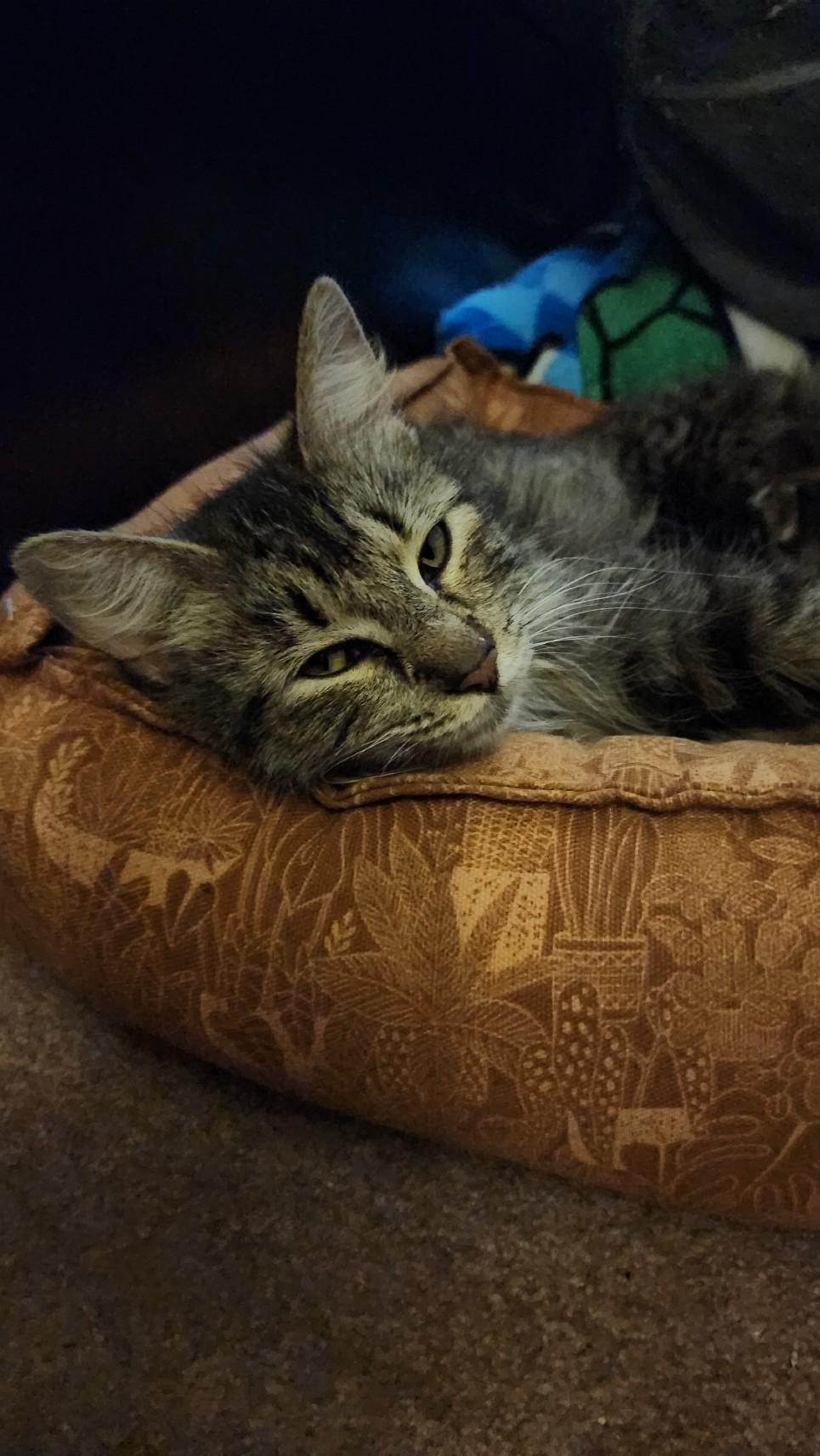 Enlarge Tilly, a Adoptable Domestic Medium Hair in Indianapolis, IN image 2/3