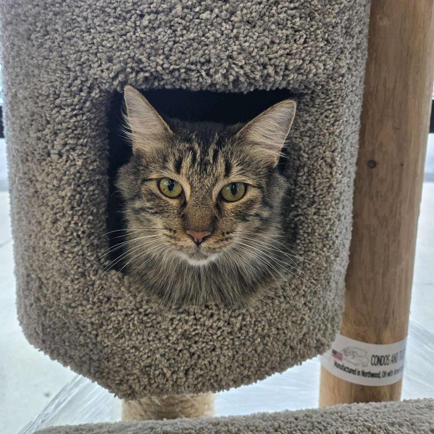 Tilly, Adopted, Young Female Domestic Medium Hair.