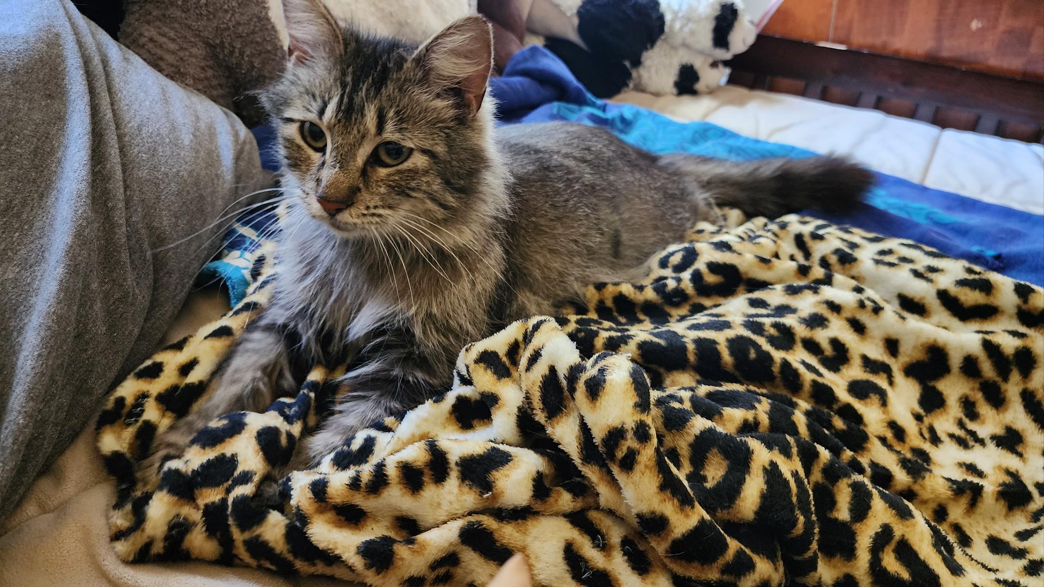 Enlarge Tilly, a Adoptable Domestic Medium Hair in Indianapolis, IN image 1/3
