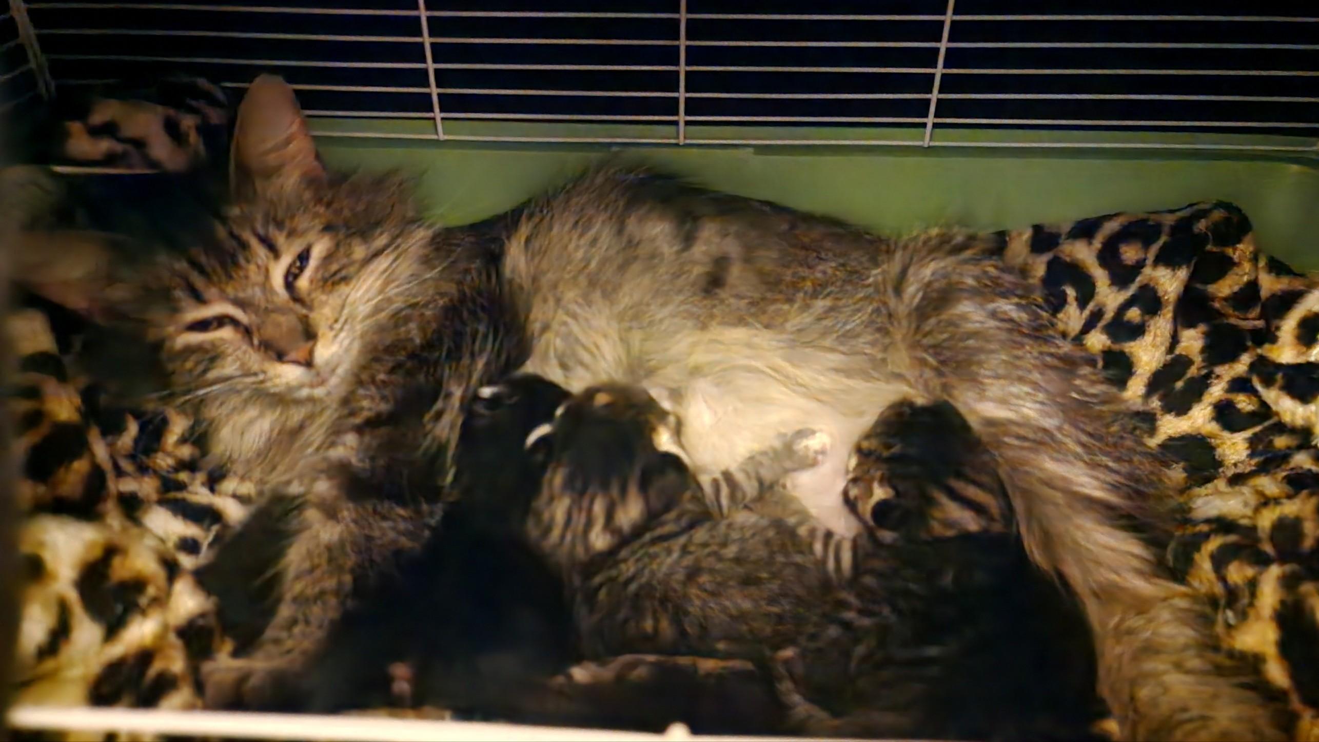 Enlarge Tilly, a Adoptable Domestic Medium Hair in Indianapolis, IN image 3/3