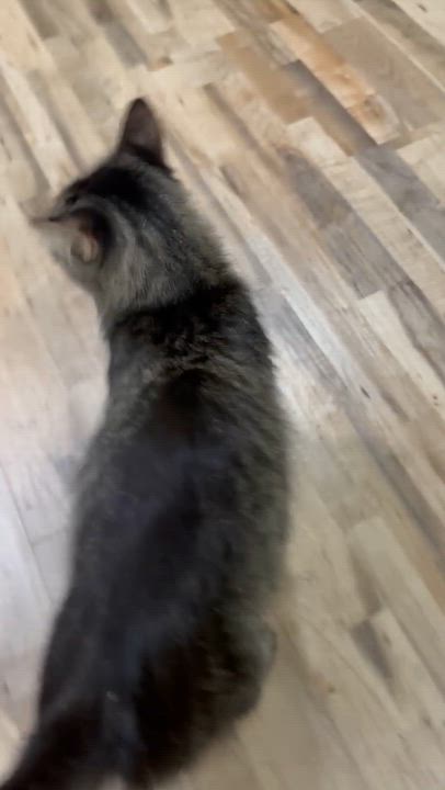 Enlarge Tilly, a Adopted Domestic Medium Hair in Indianapolis, IN video 5/5