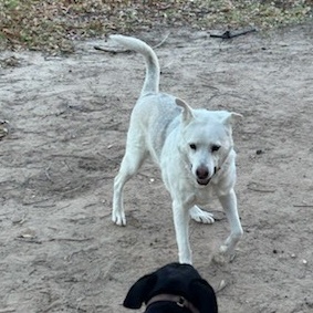 Enlarge Verbena, a Adoptable Labrador Retriever in Myrtle Beach , SC image 5/5