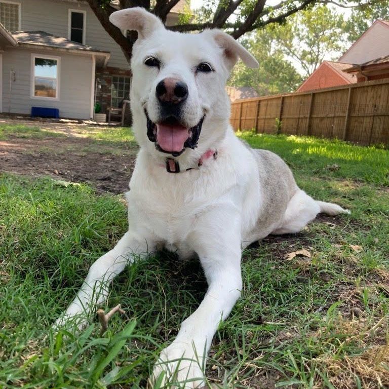 Verbena, Adoptable, Adult Female Labrador Retriever.