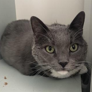 Enlarge Fluff, an adopted mixed breed in Chicago, IL image 3/6