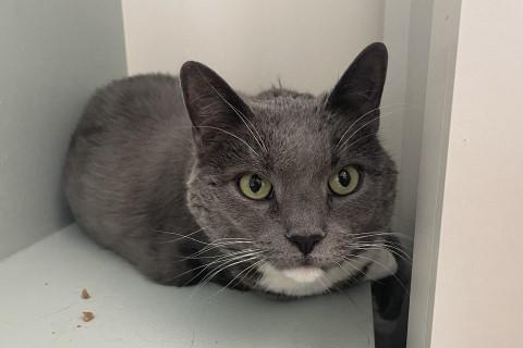 Enlarge Fluff, a Adoptable mixed breed in Chicago, IL image 6/6