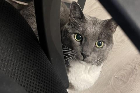 Enlarge Fluff, a Adoptable mixed breed in Chicago, IL image 1/6