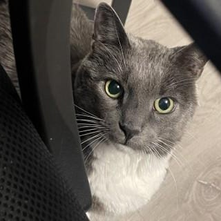 Enlarge Fluff, an adopted mixed breed in Chicago, IL image 2/6