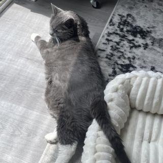 Enlarge Fluff, an adopted mixed breed in Chicago, IL image 4/6