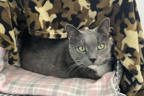 Enlarge Fluff, a Adoptable mixed breed in Chicago, IL image 3/6