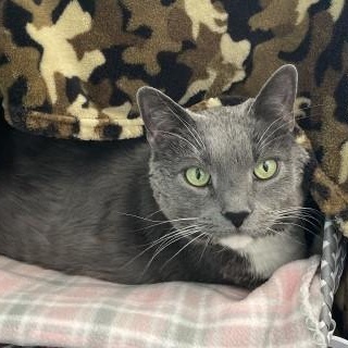 Enlarge Fluff, an adopted mixed breed in Chicago, IL image 1/6