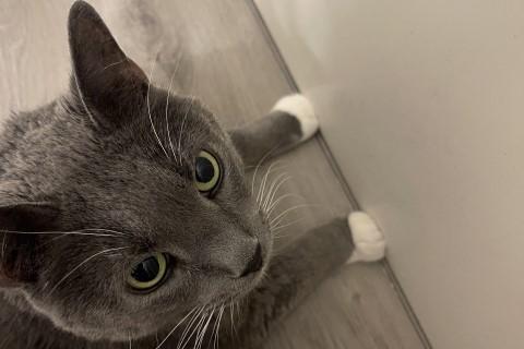 Enlarge Fluff, a Adoptable mixed breed in Chicago, IL image 4/6