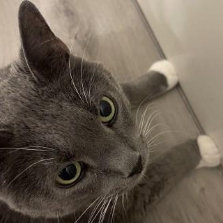 Enlarge Fluff, an adopted mixed breed in Chicago, IL image 5/6