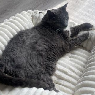 Enlarge Fluff, an adopted mixed breed in Chicago, IL image 6/6