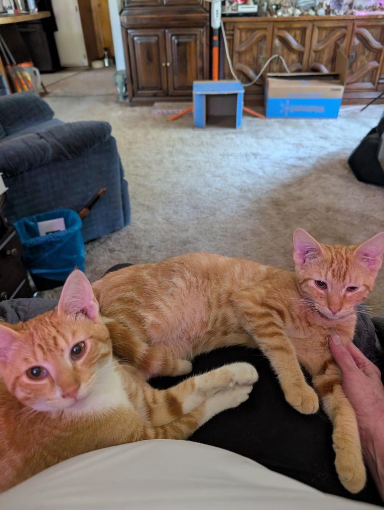 Otis (Bonded with Milo), Adoptable, Kitten Male Domestic Short Hair.