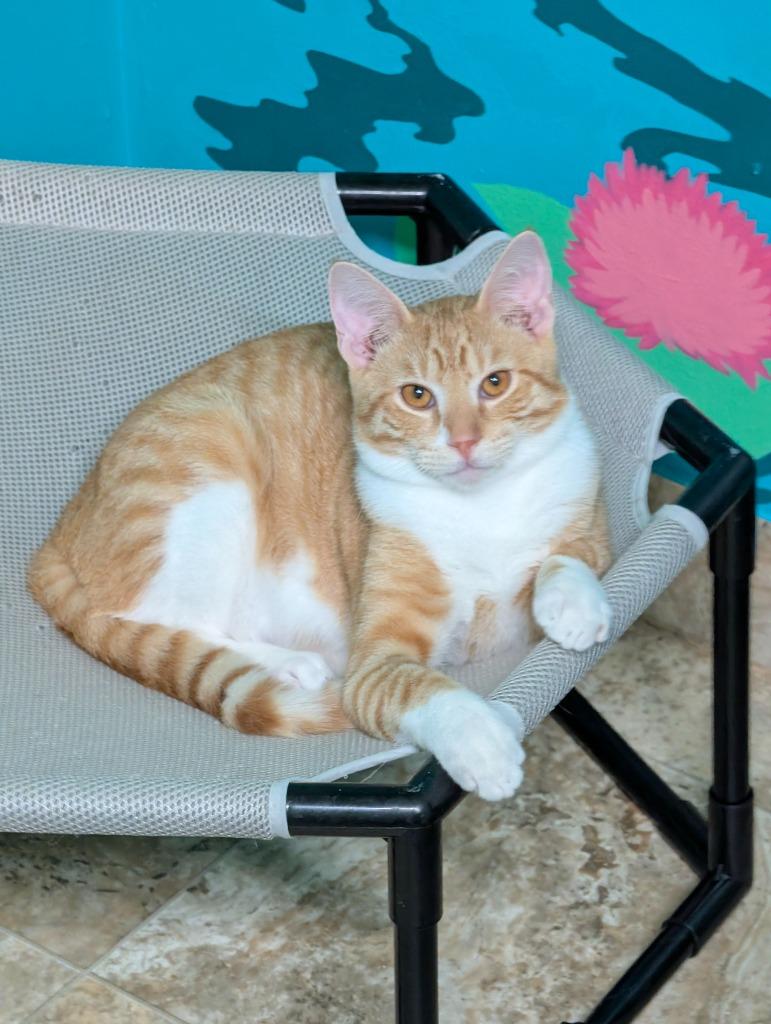 Enlarge Otis (Bonded with Milo), a Adoptable mixed breed in Shelton, WA image 3/4