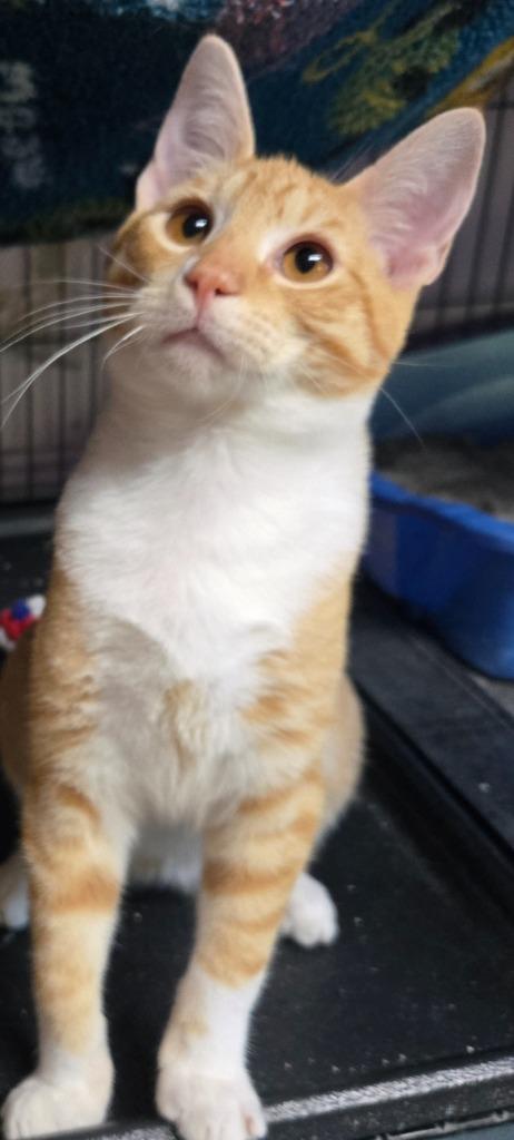 Enlarge Otis (Bonded with Milo), a Adoptable mixed breed in Shelton, WA image 4/4