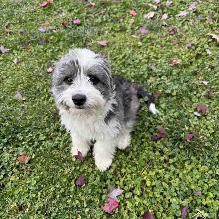 Snoopy, Adopted, Young Male Shih Tzu.