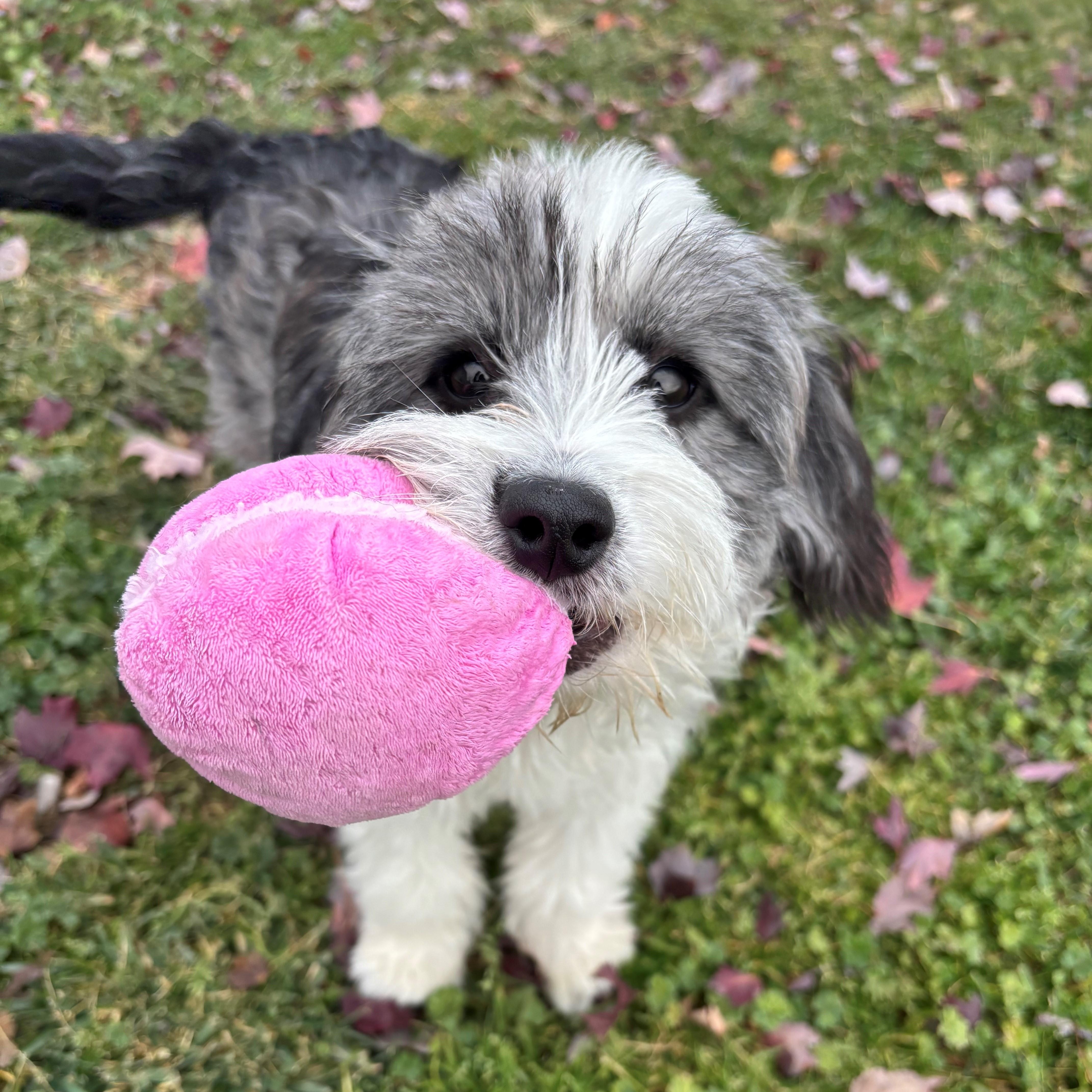 Snoopy, a Adopted mixed breed in Quincy, WA image 2/2