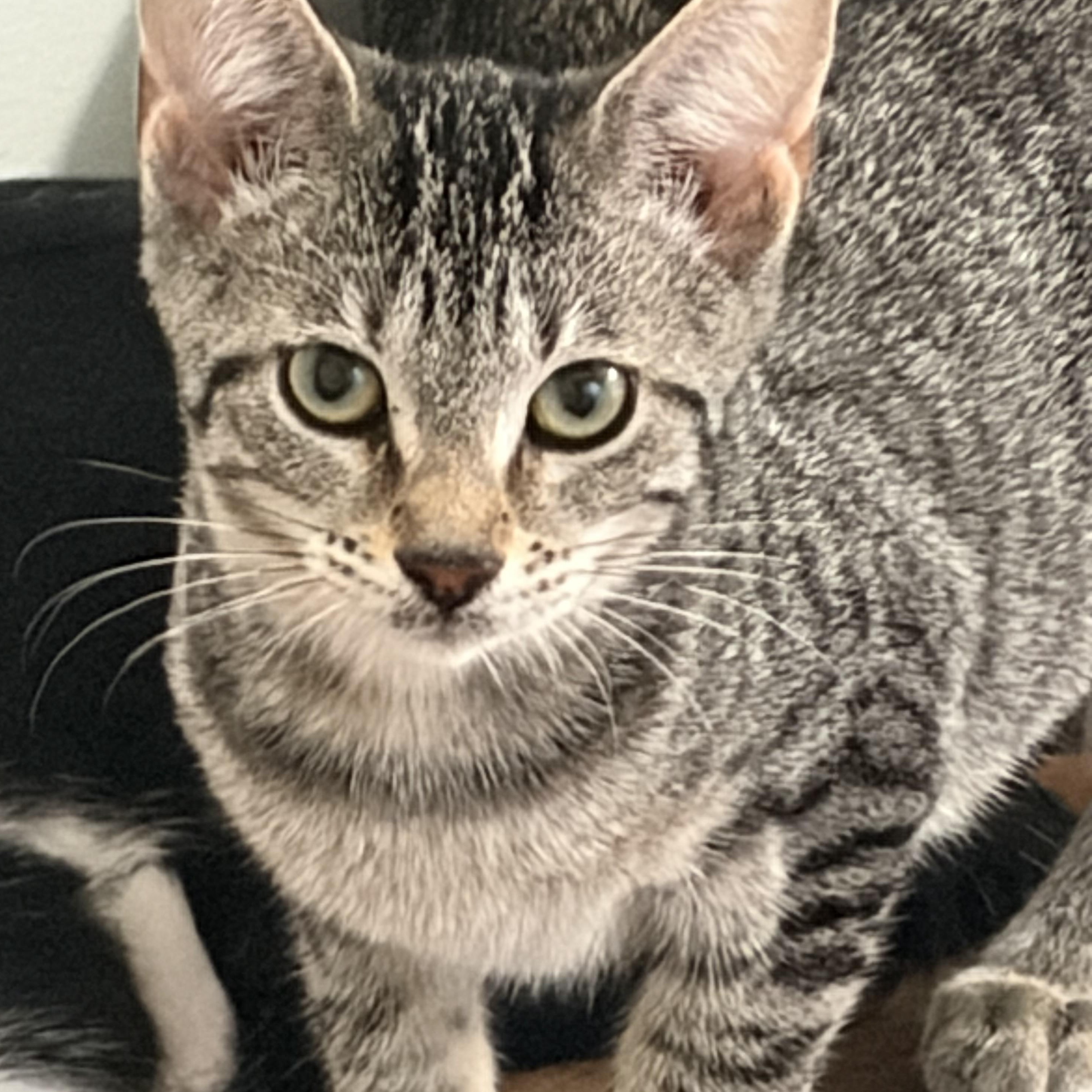 Enlarge Dori, a ADOPTABLE Domestic Short Hair in Milwaukee, WI image 3/4
