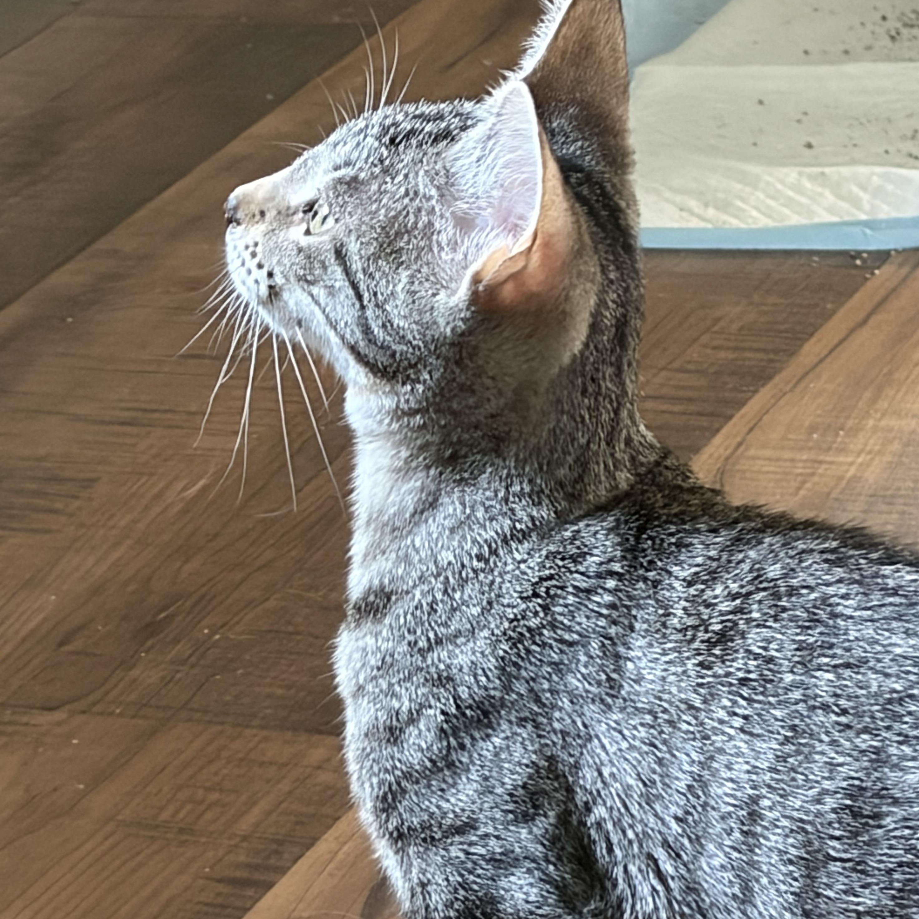 Enlarge Dori, a ADOPTABLE Domestic Short Hair in Milwaukee, WI image 4/4