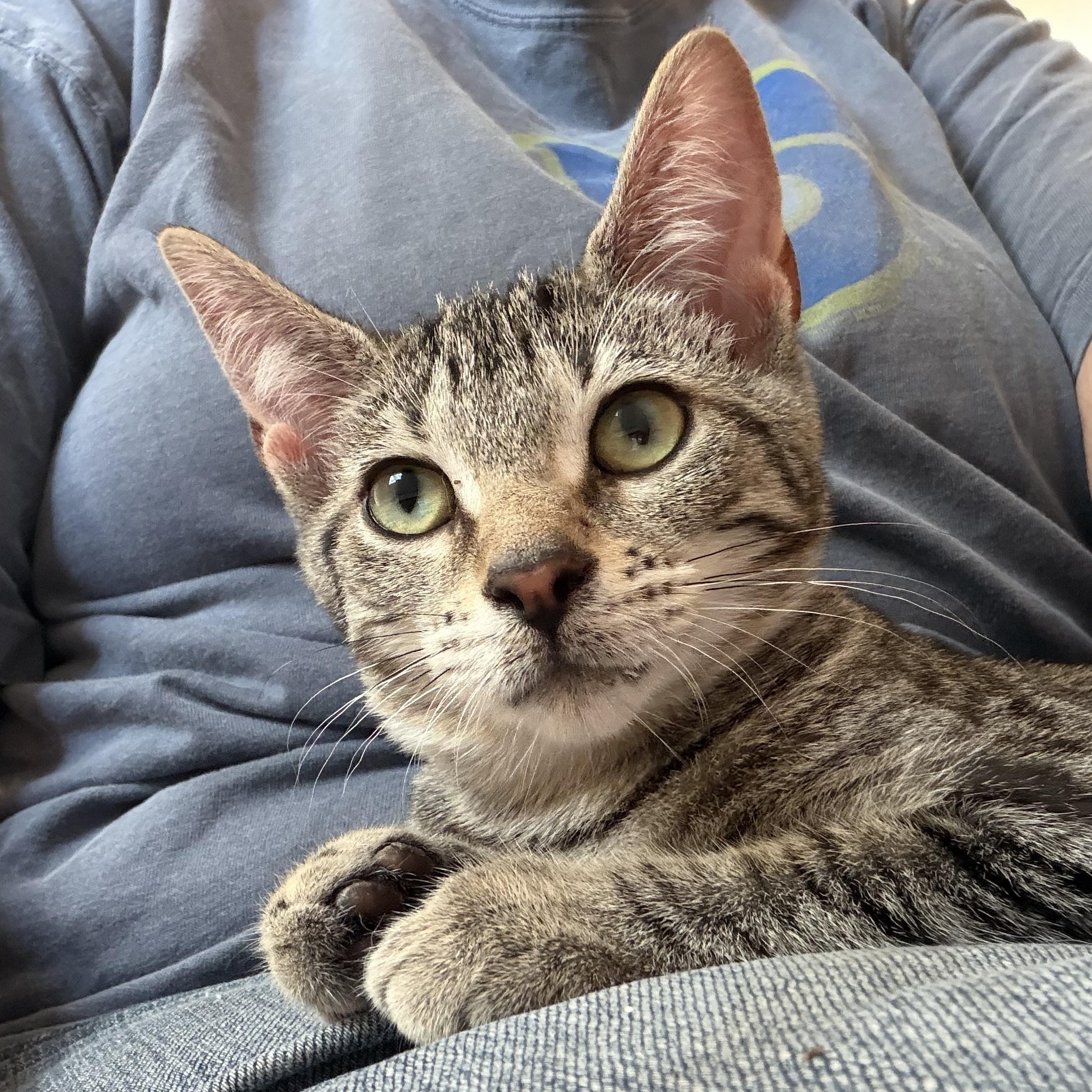 Enlarge Dori, a ADOPTABLE Domestic Short Hair in Milwaukee, WI image 1/4