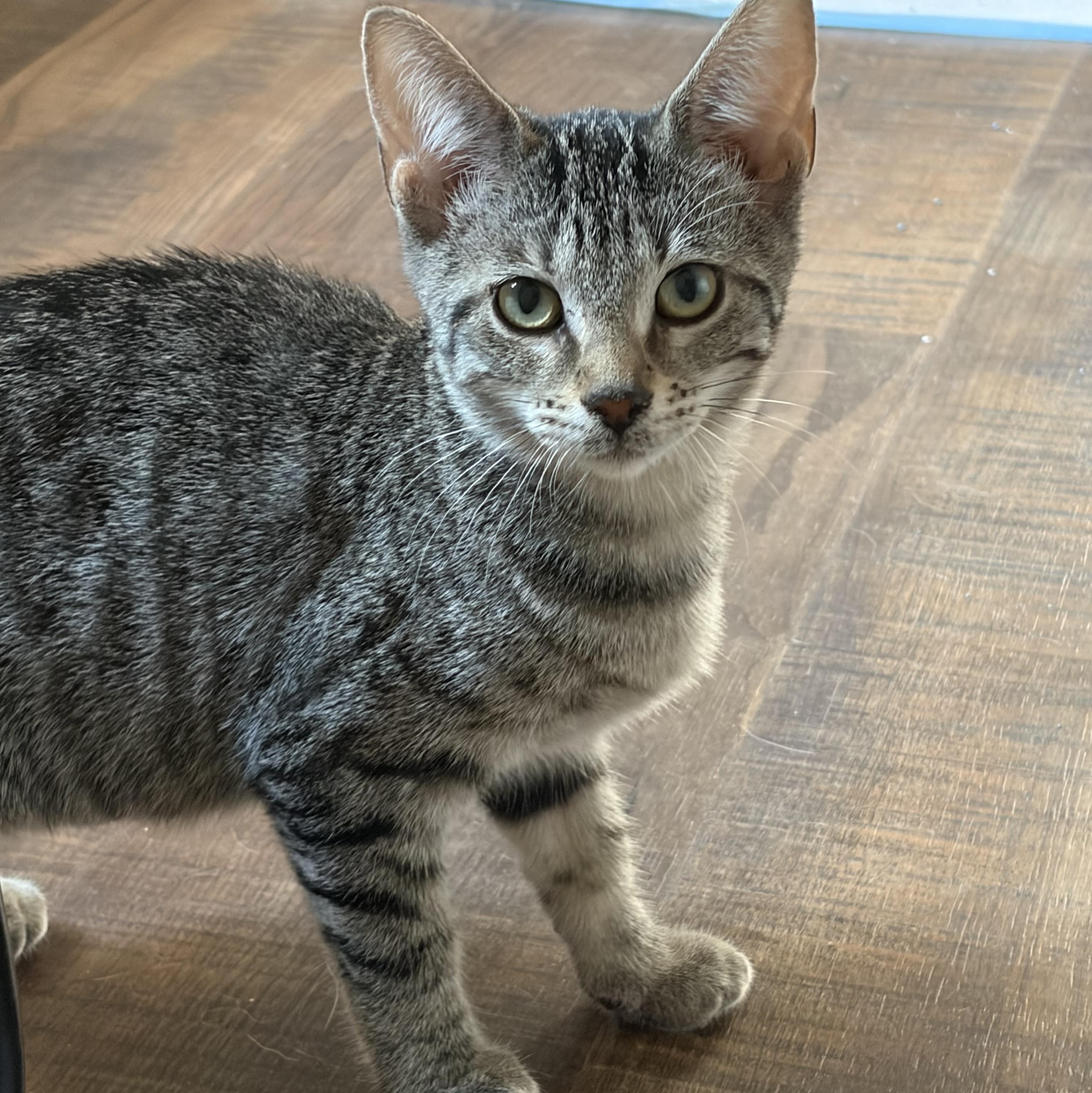 Enlarge Dori, a ADOPTABLE Domestic Short Hair in Milwaukee, WI image 2/4