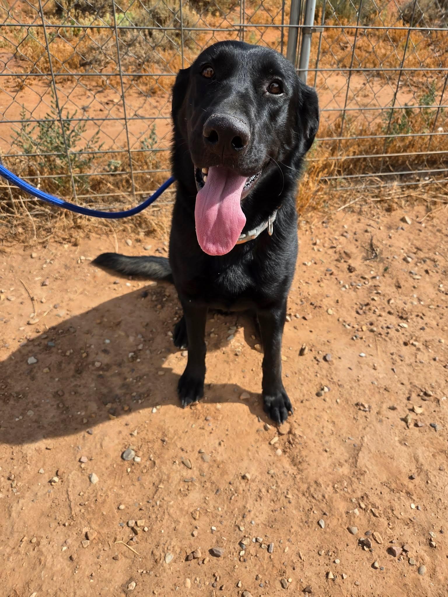 Nara, a ADOPTABLE mixed breed in Roosevelt, UT image 4/4