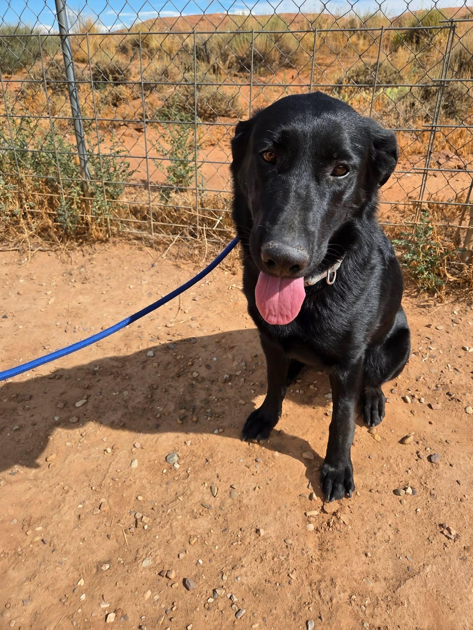 Nara, ADOPTABLE, Adult Female Black Labrador Retriever & Labrador Retriever.