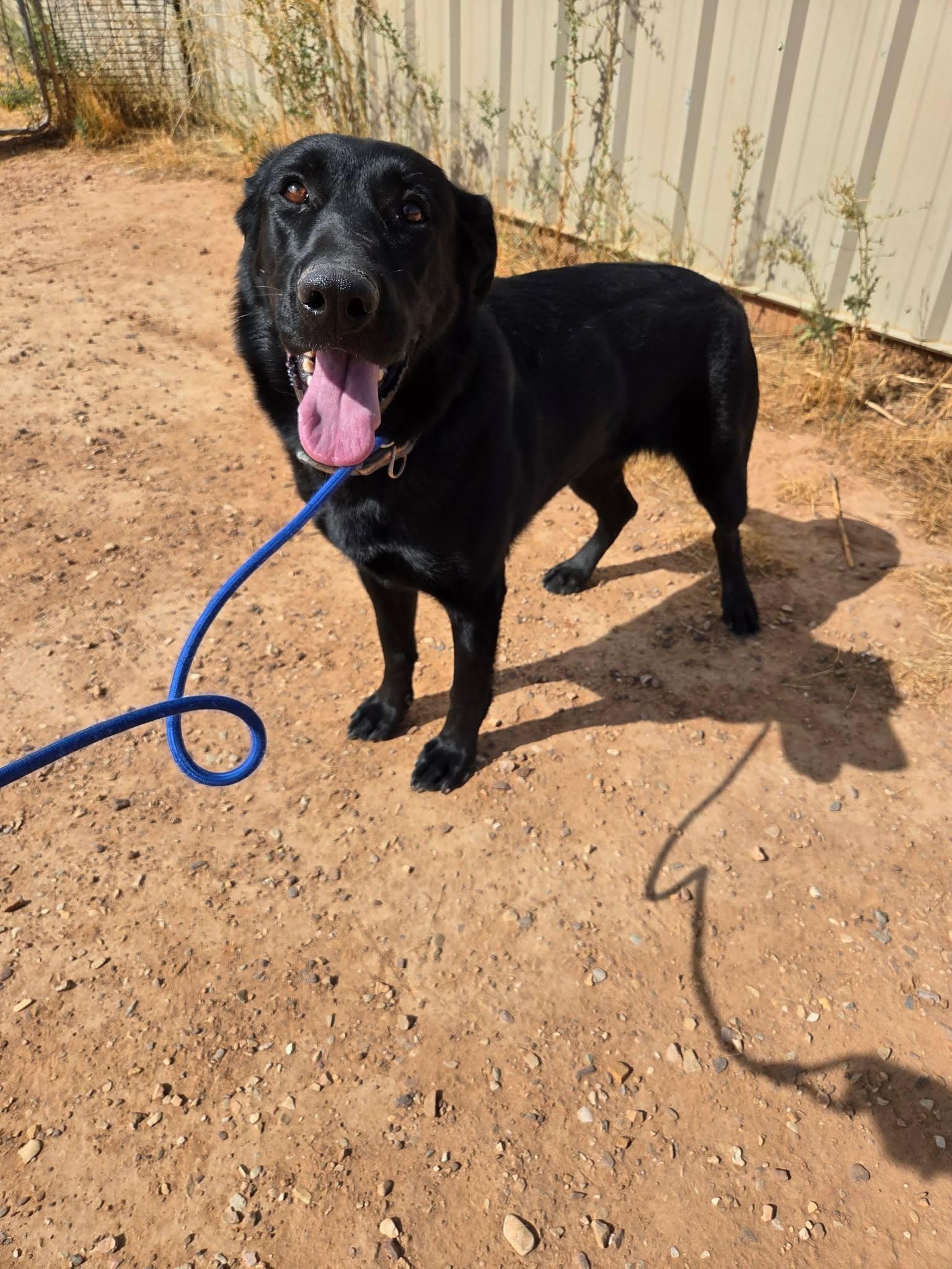 Nara, a ADOPTABLE mixed breed in Roosevelt, UT image 2/4