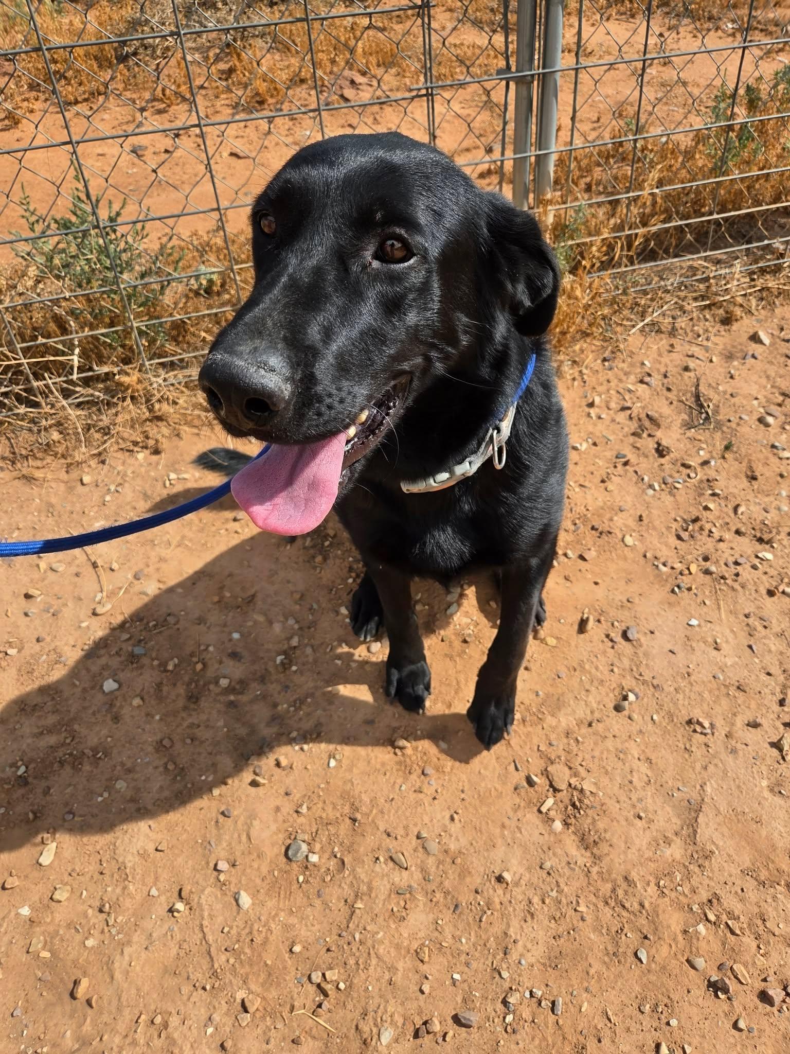 Nara, a ADOPTABLE mixed breed in Roosevelt, UT image 3/4