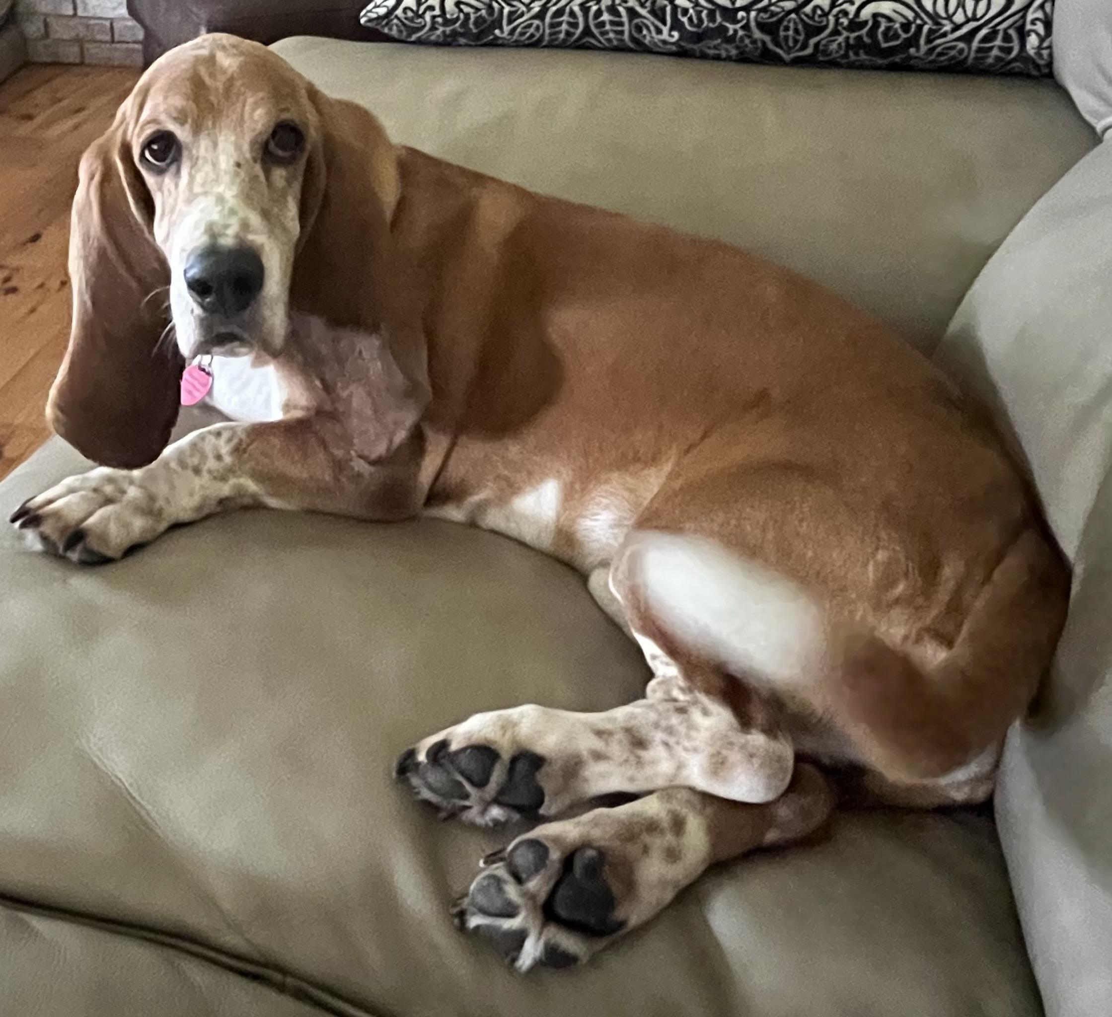 Memphis, a ADOPTABLE Basset Hound in Auburndale, FL image 3/3