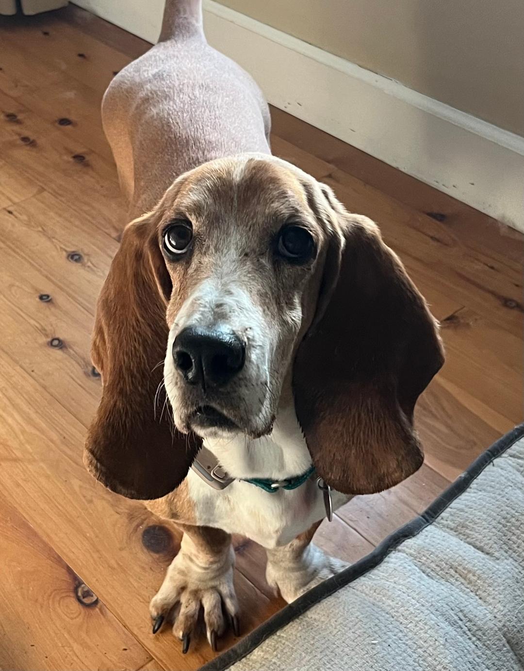 Memphis, ADOPTABLE, Senior Male Basset Hound.
