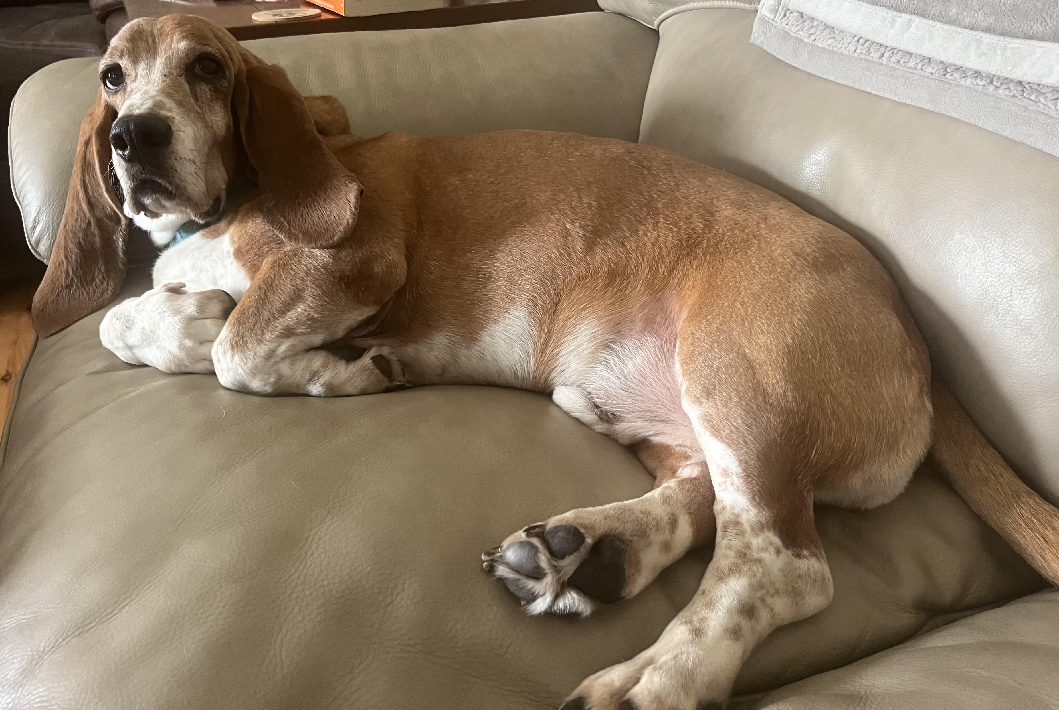 Memphis, a ADOPTABLE Basset Hound in Auburndale, FL image 2/3