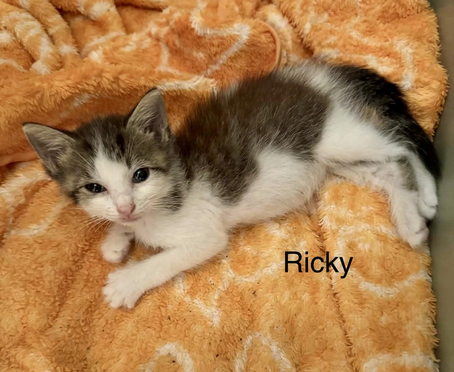 Enlarge Ricky and Lucy (bonded pair), a Adopted mixed breed in Myrtle Beach, SC image 3/3