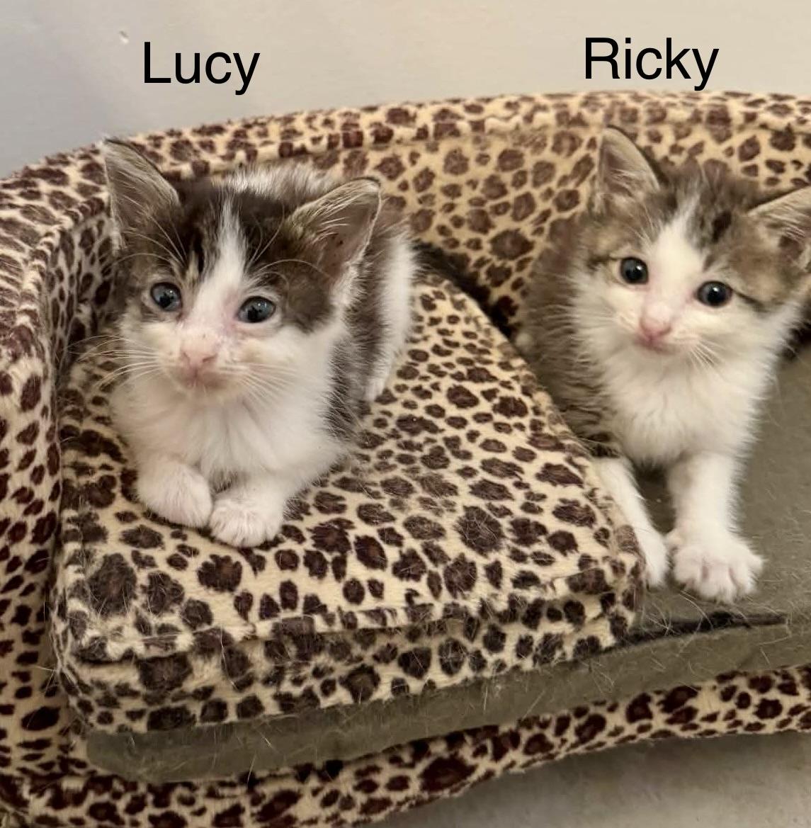 Enlarge Ricky and Lucy (bonded pair), a Adopted mixed breed in Myrtle Beach, SC image 1/3