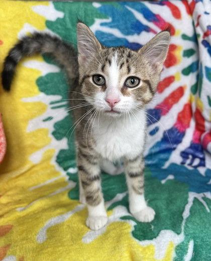 Enlarge 6979 (Minnie), a Adopted Domestic Short Hair in Lake City, MI image 1/1